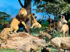 -国家自然博物馆