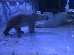 -芜湖新华联大白鲸海洋公园