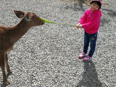 -鹿境梅花鹿生态园区
