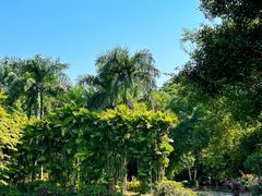-中国科学院西双版纳热带植物园