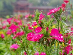 -橘子洲景区