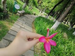 -名树园