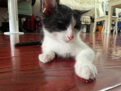 -中农国际动物医院24小时·猫科·骨科·急重症中心