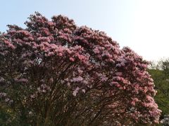 -梧桐山风景名胜区