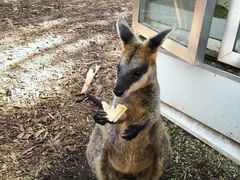 -费瑟代尔野生动物园