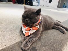 -歎雪糕低糖低脂Gelato冰淇淋