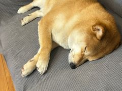 -洞背山庄(洞背院区式管理小区店)