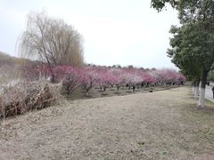 -南湖湿地公园