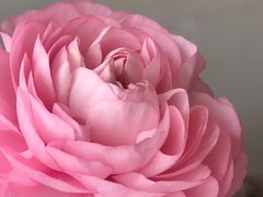 -西双版纳总佛寺