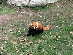 -上海野生动物园