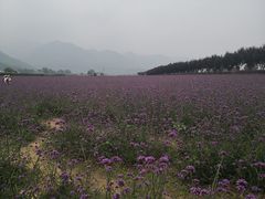 -曲江薰衣草庄园
