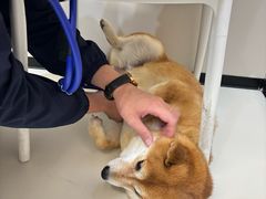 -御宝贝24h宠物医院·转诊中心·CT核磁血透中心(厦门总院)