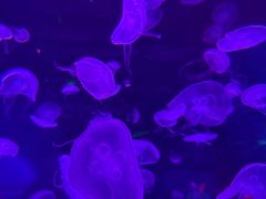 -暹罗海洋世界