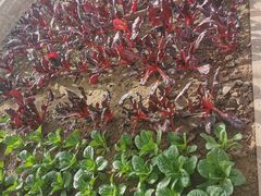 -中国农科院国家农业科技展示园