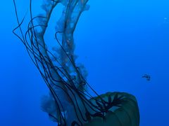 -太平洋海底世界