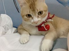 -瑞鹏宠物医院·骨科·猫科·内科(第一中心)