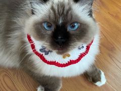 -momokira米努特·德文卷毛猫·棉花面纱犬
