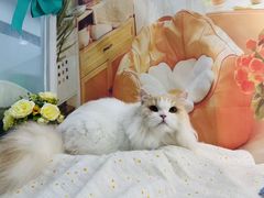 -爱洗澡的猫(望京店)
