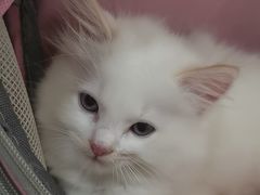 -佳雯宠物医院·皮肤科·内外科(春晓路分院)