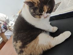 -有猫主题·治愈系猫咖(曾厝垵店)