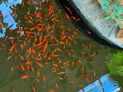 -南宫五洲植物乐园