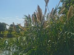 -王借岗森林公园