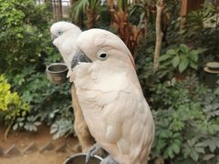 -南宫五洲植物乐园