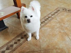 -宠爱国际动物医院· 猫科· 外科·中兽医(长白店)