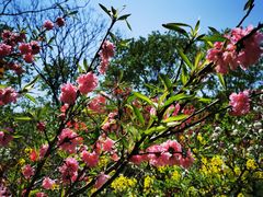 -南汇桃花村