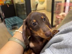 -萌宠之家·腊肠犬·马尔泰·小体犬舍