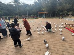 -野狸岛