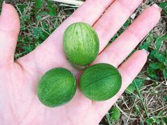 -汉长安城未央宫国家考古遗址公园