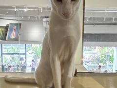-more than meow吴止猫主题餐厅(承德 中船汇店)