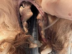 -宠福鑫康馨动物医院·骨科·眼科