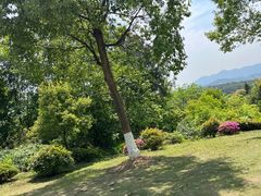 -铁山坪森林公园