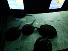 -上海海洋水族馆