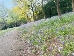 -望湖公园