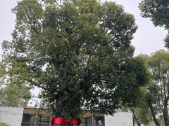 -养云安缦吧THE BAR