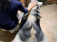 -more than meow吴止猫主题餐厅(承德 中船汇店)