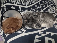 -瑞派康怡24h宠物医院·犬猫医疗中心·微创绝育(瑞景分院)