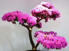 -上海滨江森林公园