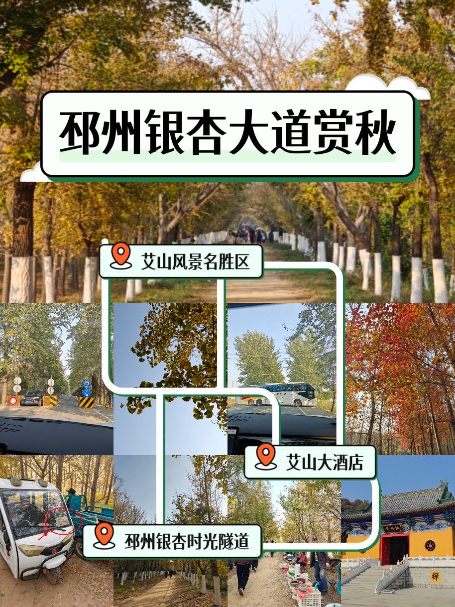 徐州|无滤镜🍂11月的邳州银杏时光隧道
