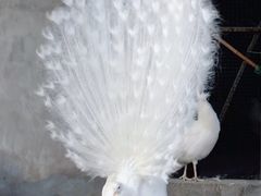 -北京麋鹿生态实验中心