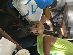 百好乐比萨-百好乐宠物友好餐厅(朝外大街店)