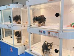 -翊宠yipet猫狗购宠庄园犬舍•猫舍