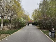 -桃花堤公园
