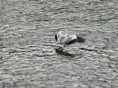 -九眼桥码头旧址