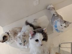 -怪兽屋·羊驼·猫咖·狗咖(俊华广场店)