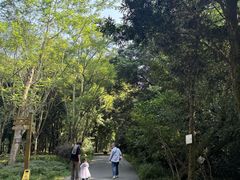 -南宁良凤江国家森林公园