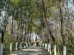 -合肥滨湖国家森林公园